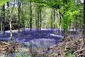 Bluebells in Barton Bushes